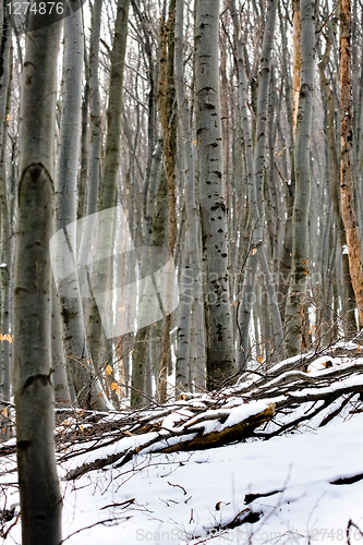 Image of Deep forest with seasonal snow