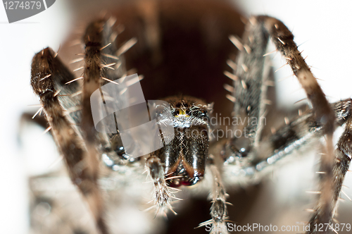 Image of Big spider on isolated white background macro shot