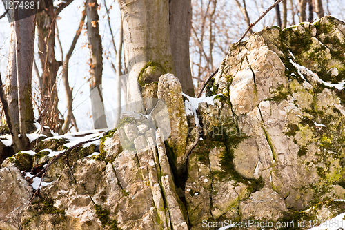 Image of Rocks covered by snow and plants