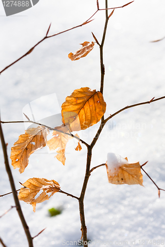 Image of Yellow autumnal leaves with snow