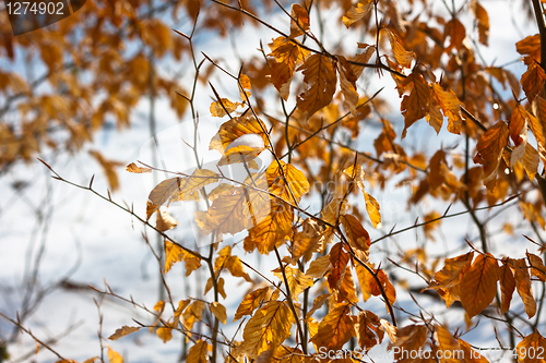 Image of Yellow autumnal leaves with snow