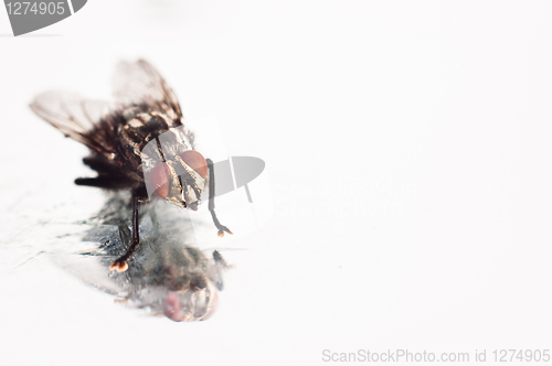 Image of Nasty fly on reflective dirty floor