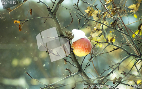 Image of Frozen winter apple on a tree in snow and wind