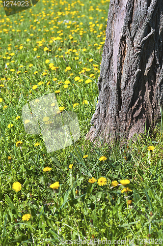 Image of Yellow flowers blooming on meadow