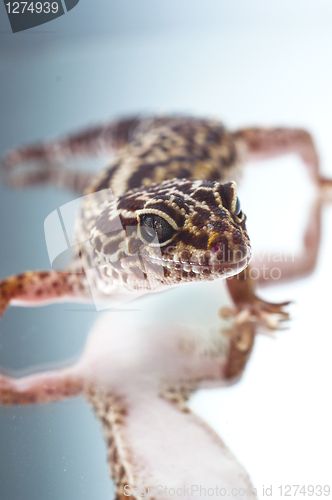 Image of Leopard gecko on reflecting background