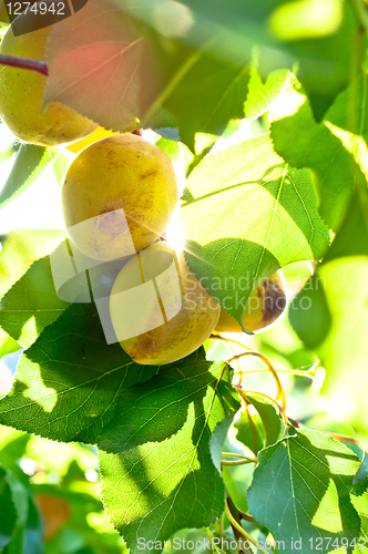 Image of Fresh natural fruits with green leaves