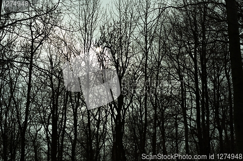 Image of Silhouettes of tress in a dark forest