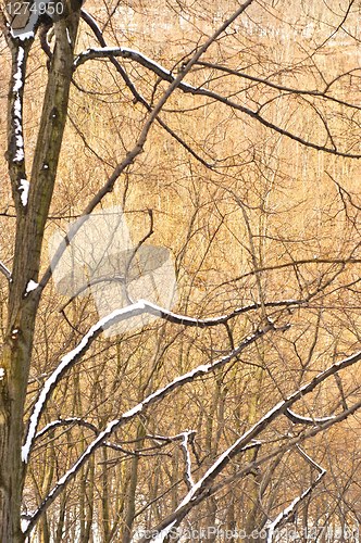 Image of Deep forest with seasonal snow