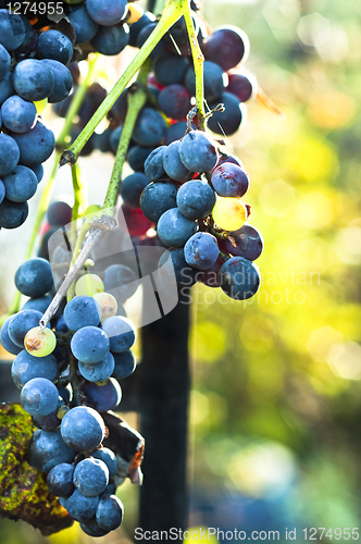 Image of Blue grape on blurry background