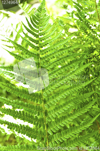 Image of Young green fern with blurry background