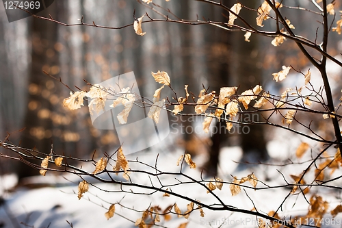 Image of Yellow autumnal leaves with snow
