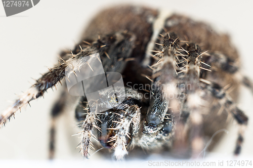 Image of Big spider on isolated white background macro shot