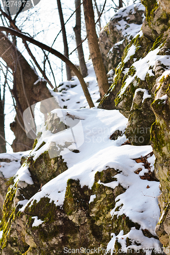 Image of Rocks covered by snow and plants