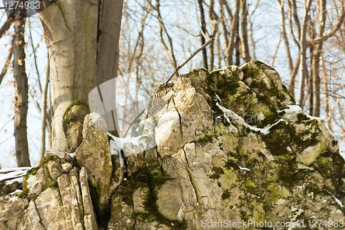 Image of Rocks covered by snow and plants