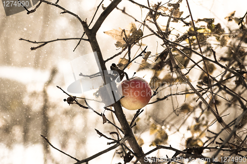 Image of Frozen winter apple on a tree in snow and wind