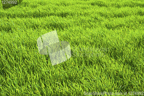 Image of Beautiful green grass texture