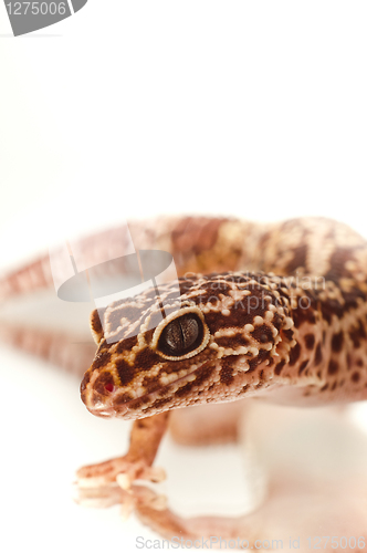 Image of Young leopard gecko isolated on white