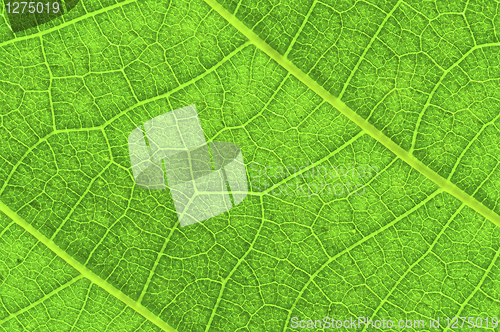 Image of Green leaf texture with veins