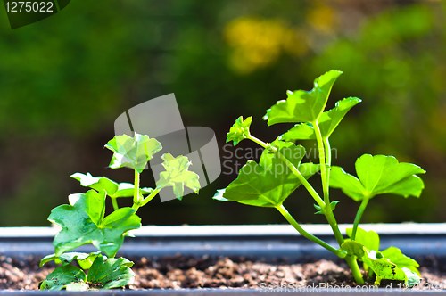 Image of Fresh green plant in pot