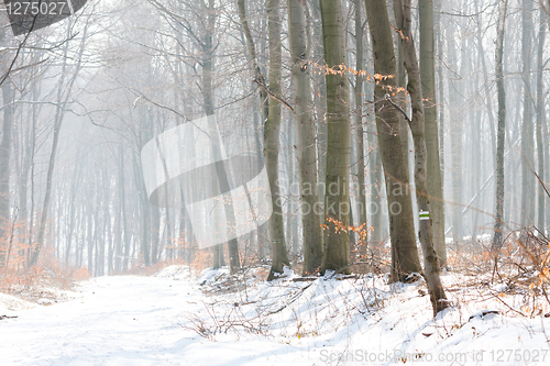 Image of Winter Landscape of a forest in fog