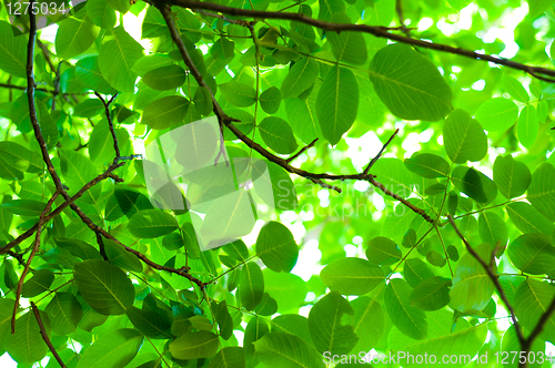 Image of Fresh green leaves against blurry background