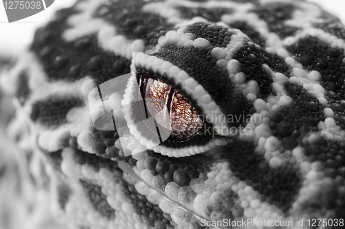 Image of Gecko close up with selective colors