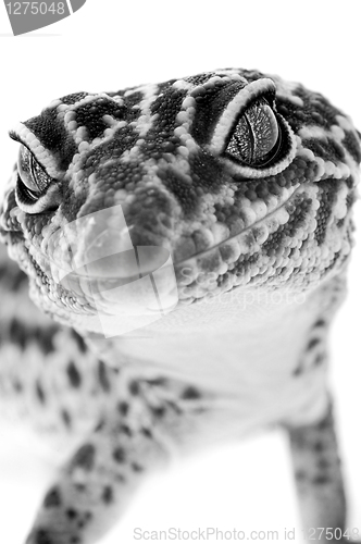 Image of Gecko close up