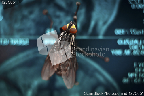 Image of Big red eyed fly on blue abstract background