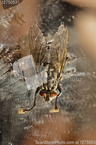 Image of Nasty fly on abandoned background