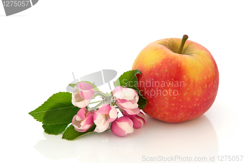 Image of Red Dessert Apple