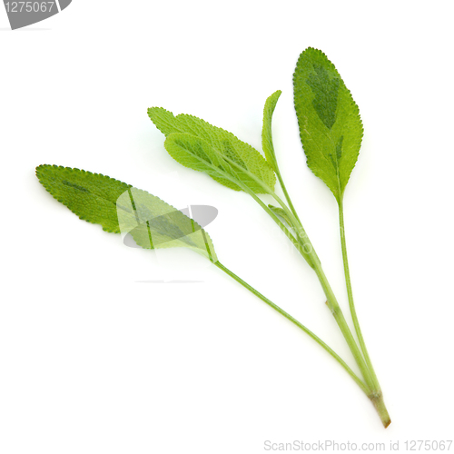 Image of Sage Herb