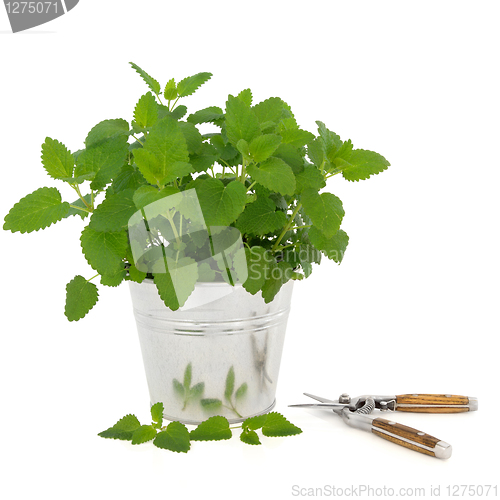 Image of Lemon Balm Herb with Secateurs