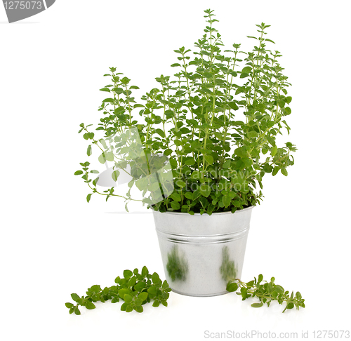 Image of Marjoram  Herb Plant