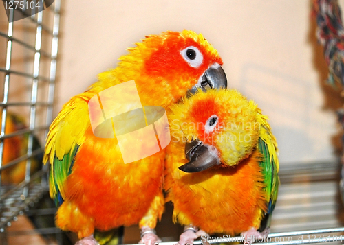 Image of parrots couple