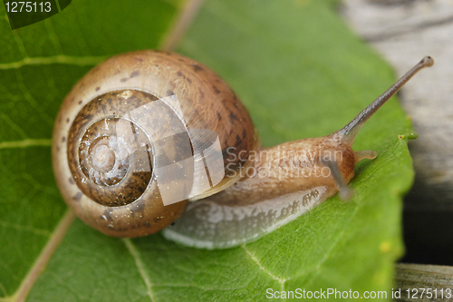 Image of Small Snail