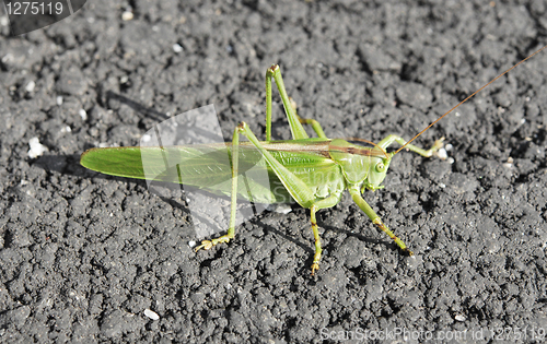 Image of Giant Green Locust