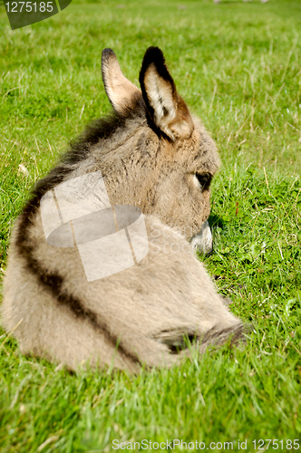 Image of Donkey foal eating