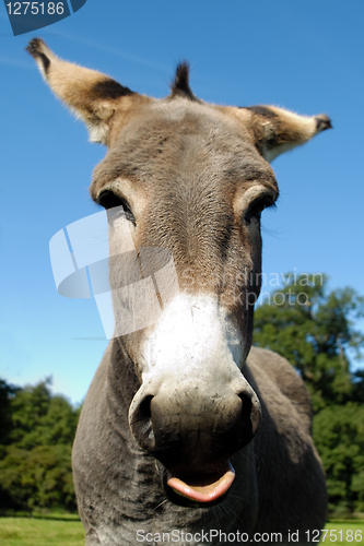Image of Donkey shows tongue