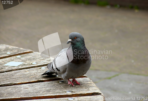 Image of Pigeon portrait