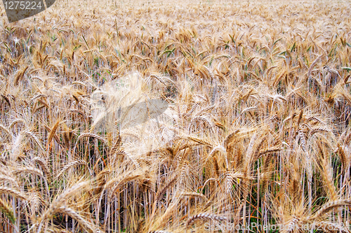 Image of Fot of arable on which growing rye