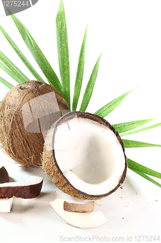 Image of Coconut