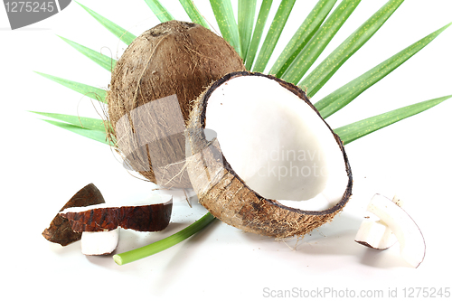 Image of Coconut