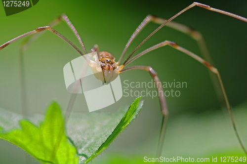 Image of Harvestman