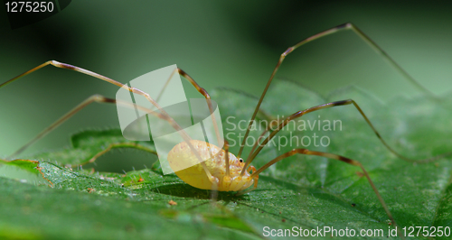 Image of Harvestman