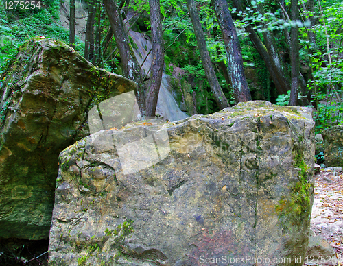 Image of Rocks in forest