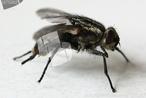 Image of Fly