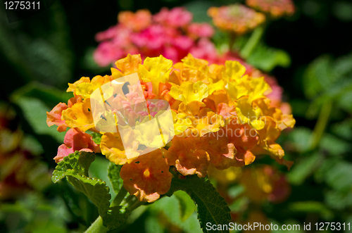 Image of Lantana Flower