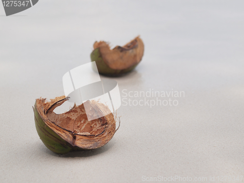 Image of Coconut shells