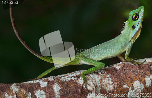 Image of Small chameleon