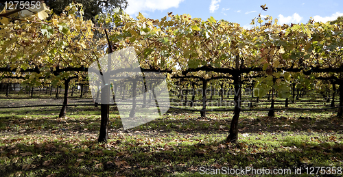 Image of Grape Vines